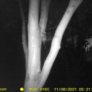 Pseudocheirus peregrinus at Thurgoona, NSW - 8 Nov 2021