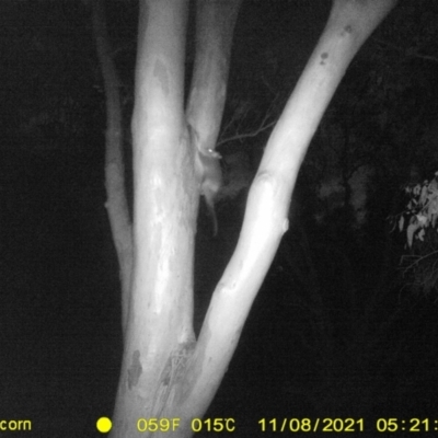 Pseudocheirus peregrinus (Common Ringtail Possum) at Albury - 8 Nov 2021 by DMeco