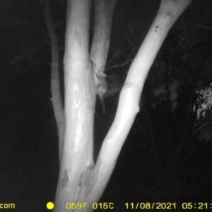 Pseudocheirus peregrinus (Common Ringtail Possum) at Thurgoona, NSW by DMeco