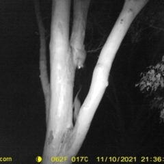 Pseudocheirus peregrinus at Thurgoona, NSW - 8 Nov 2021