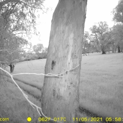 Inconclusive sighting (Inconclusive sighting) at Thurgoona, NSW - 4 Nov 2021 by DMeco