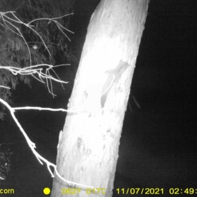 Petaurus norfolcensis (Squirrel Glider) at Monitoring Site 002 - Road - 6 Nov 2021 by DMeco