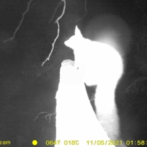 Trichosurus vulpecula at Thurgoona, NSW - 5 Nov 2021