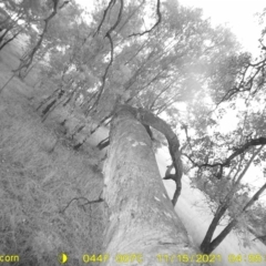 Macropus giganteus (Eastern Grey Kangaroo) at Monitoring Site 008 - Riparian - 14 Nov 2021 by DMeco