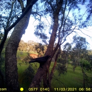 Corvus coronoides / mellori at Wirlinga, NSW - 3 Nov 2021 06:58 AM