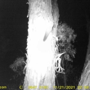 Petaurus norfolcensis at Thurgoona, NSW - 21 Nov 2021 10:58 PM