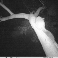 Trichosurus vulpecula (Common Brushtail Possum) at Thurgoona, NSW - 17 Nov 2021 by DMeco