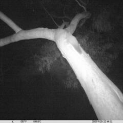 Petaurus norfolcensis (Squirrel Glider) at Monitoring Site 042 - Riparian - 29 Nov 2021 by DMeco