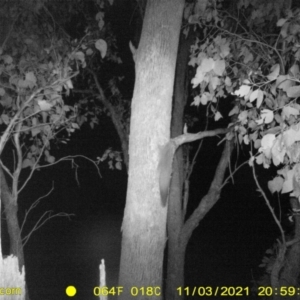 Petaurus norfolcensis at Wirlinga, NSW - 3 Nov 2021 08:59 PM