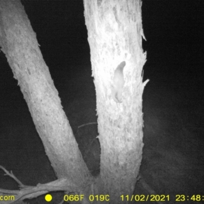 Petaurus norfolcensis (Squirrel Glider) at Monitoring Site 056 - Remnant - 2 Nov 2021 by DMeco