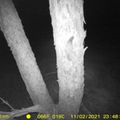 Petaurus norfolcensis (Squirrel Glider) at Monitoring Site 056 - Remnant - 2 Nov 2021 by DMeco