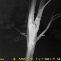 Petaurus norfolcensis (Squirrel Glider) at Monitoring Site 058 - Road - 13 Nov 2021 by DMeco