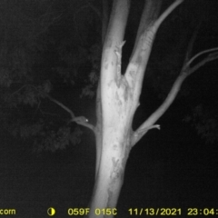 Petaurus norfolcensis (Squirrel Glider) at Albury - 13 Nov 2021 by DMeco