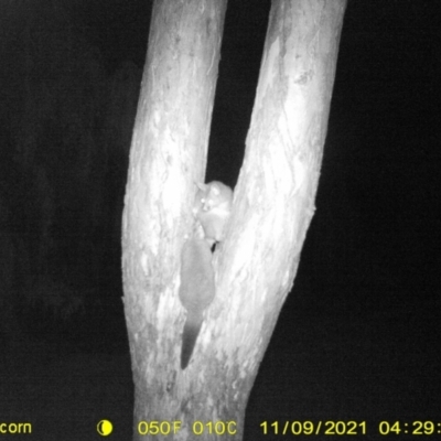 Trichosurus vulpecula (Common Brushtail Possum) at Monitoring Site 068 - Riparian - 8 Nov 2021 by DMeco