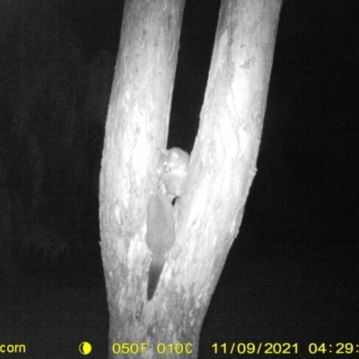 Trichosurus vulpecula (Common Brushtail Possum) at Thurgoona, NSW - 9 Nov 2021 by DMeco