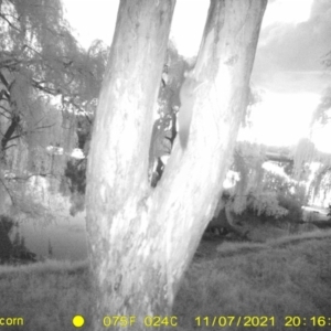 Petaurus norfolcensis at Thurgoona, NSW - 7 Nov 2021 08:16 PM