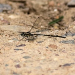 Austroargiolestes icteromelas (Common Flatwing) at Lochiel, NSW - 5 Jan 2022 by KylieWaldon