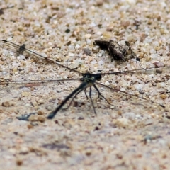 Austroargiolestes icteromelas at Lochiel, NSW - 5 Jan 2022