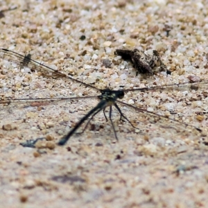 Austroargiolestes icteromelas at Lochiel, NSW - 5 Jan 2022