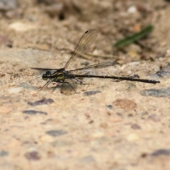 Austroargiolestes icteromelas at Lochiel, NSW - 5 Jan 2022