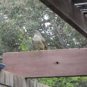 Ptilonorhynchus violaceus at Cook, ACT - 5 Jan 2022