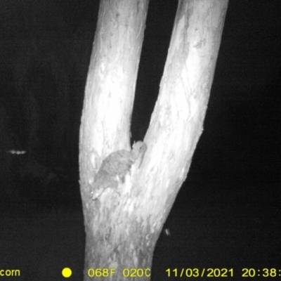 Trichosurus vulpecula (Common Brushtail Possum) at Monitoring Site 068 - Riparian - 3 Nov 2021 by DMeco