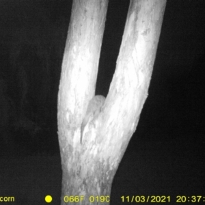Trichosurus vulpecula at Thurgoona, NSW - 3 Nov 2021