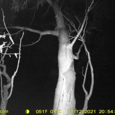 Trichosurus vulpecula (Common Brushtail Possum) at Monitoring Site 069 - Remnant - 12 Nov 2021 by DMeco