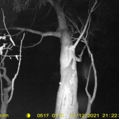 Trichosurus vulpecula at Table Top, NSW - 12 Nov 2021