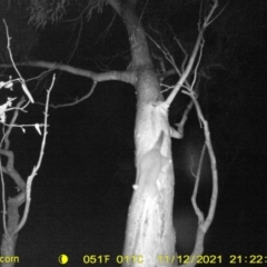Trichosurus vulpecula at Table Top, NSW - 12 Nov 2021 08:54 PM