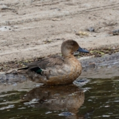 Anas castanea (Chestnut Teal) at Dunlop, ACT - 5 Jan 2022 by Amata