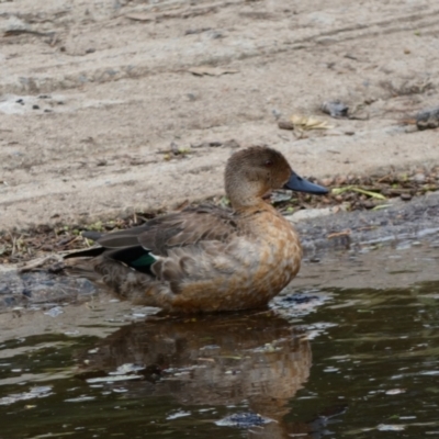 Anas castanea (Chestnut Teal) at Dunlop, ACT - 4 Jan 2022 by Birdy