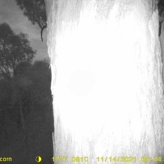 Petaurus norfolcensis (Squirrel Glider) at Table Top, NSW - 14 Nov 2021 by DMeco