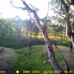 Grallina cyanoleuca (Magpie-lark) at Wirlinga, NSW - 2 Nov 2021 by DMeco