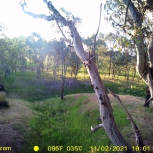 Rhipidura leucophrys at Wirlinga, NSW - 2 Nov 2021