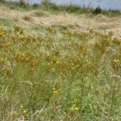 Hypericum perforatum (St John's Wort) at Dunlop, ACT - 5 Jan 2022 by Amata