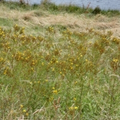 Hypericum perforatum (St John's Wort) at Dunlop, ACT - 4 Jan 2022 by Birdy