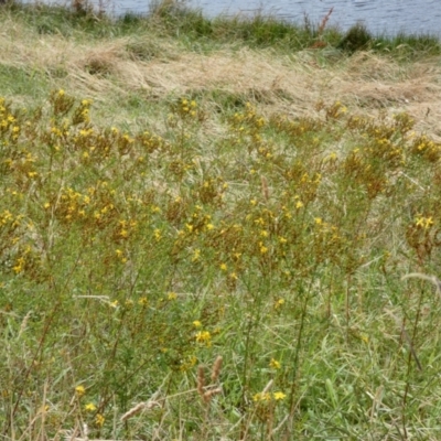 Hypericum perforatum (St John's Wort) at Dunlop, ACT - 5 Jan 2022 by Amata