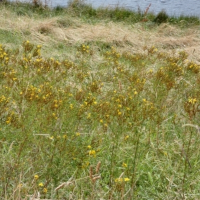 Hypericum perforatum (St John's Wort) at West Belconnen Pond - 4 Jan 2022 by Birdy