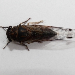 Galanga labeculata (Double-spotted cicada) at McKellar, ACT - 5 Jan 2022 by Amata