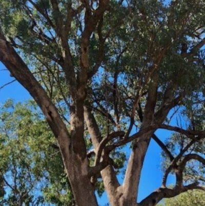 Eucalyptus albens (White Box) at Albury - 29 Dec 2020 by Nat