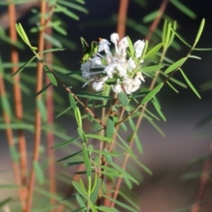 Pimelea linifolia (Slender Rice Flower) at Pambula Beach, NSW - 30 Dec 2021 by KylieWaldon