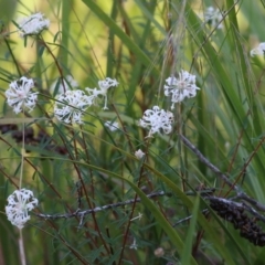 Pimelea linifolia at Pambula Beach, NSW - 31 Dec 2021 06:07 AM