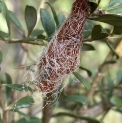 Austracantha minax (Christmas Spider, Jewel Spider) at Jerrabomberra, NSW - 5 Jan 2022 by SteveBorkowskis