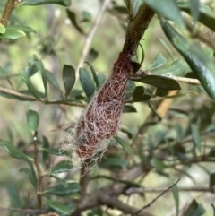 Austracantha minax at Jerrabomberra, NSW - 5 Jan 2022