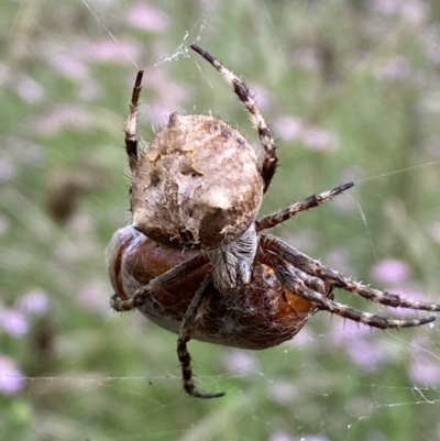 Backobourkia heroine (Heroic Orb-weaver) at Jerrabomberra, NSW - 5 Jan 2022 by SteveBorkowskis