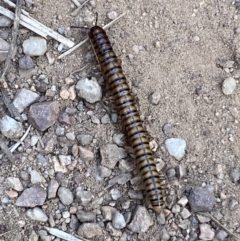 Paradoxosomatidae sp. (family) (Millipede) at Jerrabomberra, NSW - 5 Jan 2022 by SteveBorkowskis