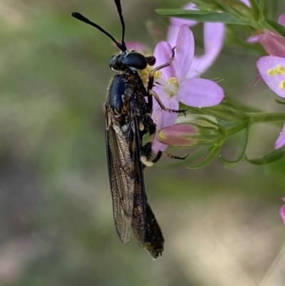 Miltinus sp. (genus) (Miltinus mydas fly) at QPRC LGA - 4 Jan 2022 by Steve_Bok