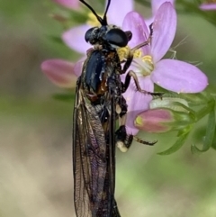 Miltinus sp. (genus) at Jerrabomberra, NSW - 5 Jan 2022 09:34 AM