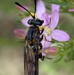 Miltinus sp. (genus) at Jerrabomberra, NSW - 5 Jan 2022 09:34 AM